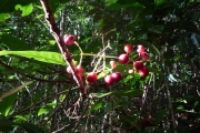 <strong>Ixora asme - Ramon, Laurence - 33</strong><br />© Gâteblé Gildas